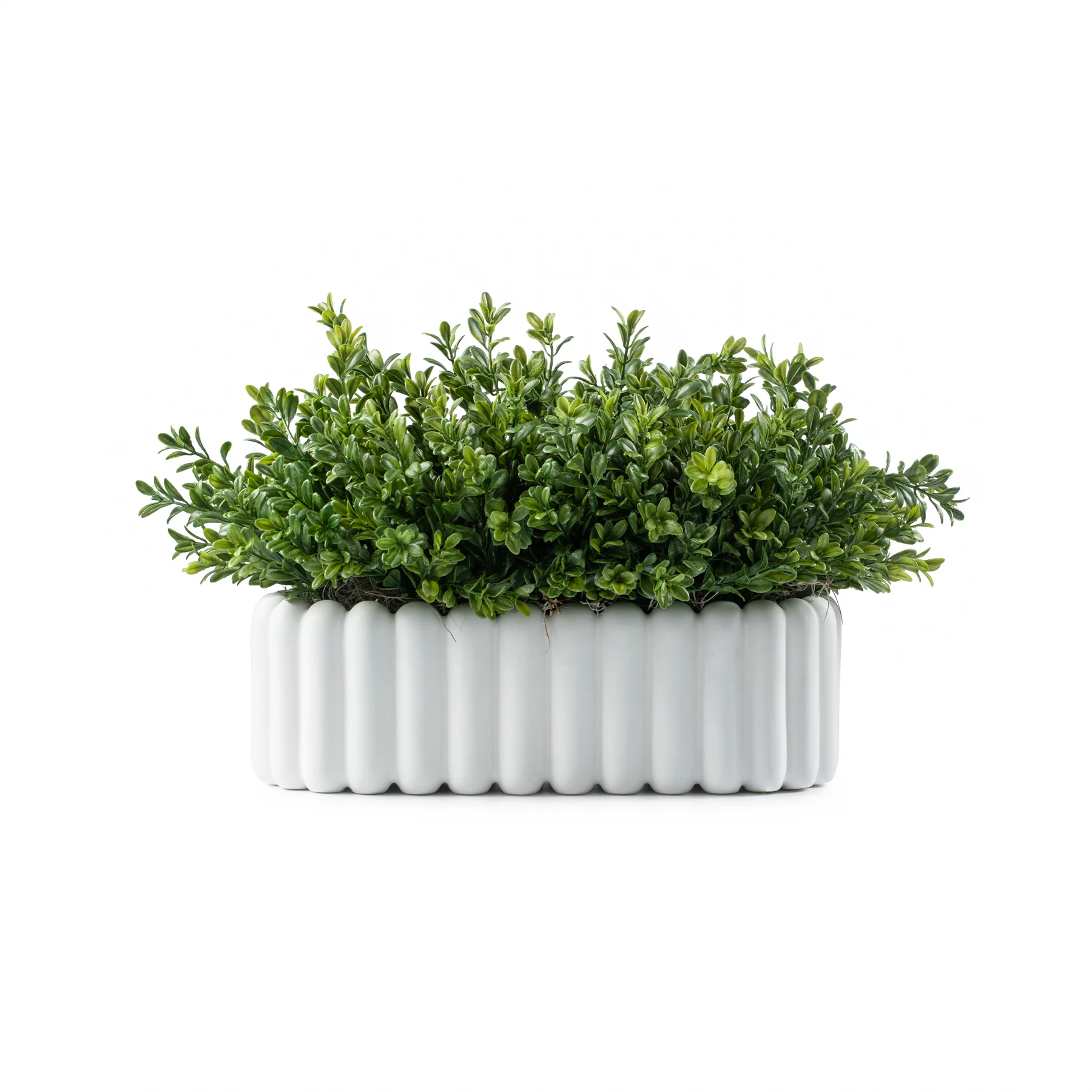 DH Scallop Oval Boxwood Pot - Image 3